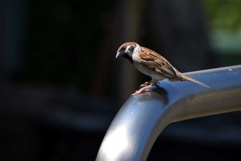 Eurasian Tree Sparrow ＭＦ Sat, 6/8/2024