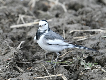 2018年12月26日(水) 滋賀県の野鳥観察記録