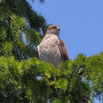 2024年6月8日(土) 神代植物公園の野鳥観察記録