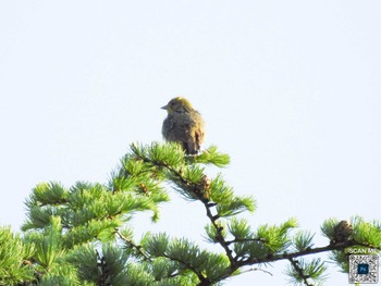 2024年6月8日(土) ひるがの高原(蛭ヶ野高原)の野鳥観察記録