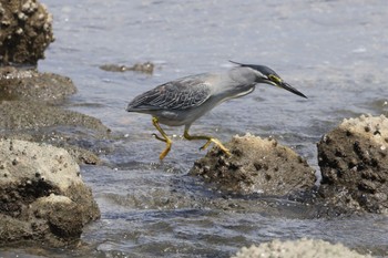 Striated Heron Tokyo Port Wild Bird Park Sat, 5/25/2024