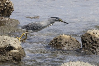 Striated Heron Tokyo Port Wild Bird Park Sat, 5/25/2024