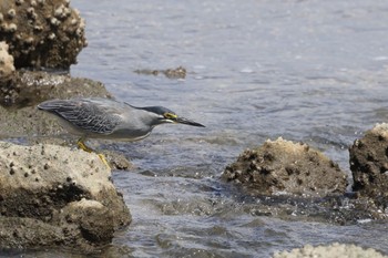 Striated Heron Tokyo Port Wild Bird Park Sat, 5/25/2024