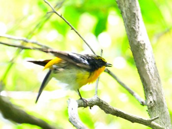 2024年6月8日(土) 大和民俗公園の野鳥観察記録