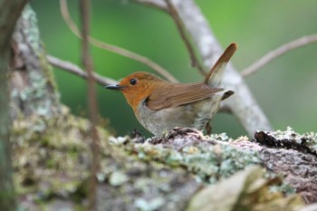 Fri, 6/7/2024 Birding report at 上高地