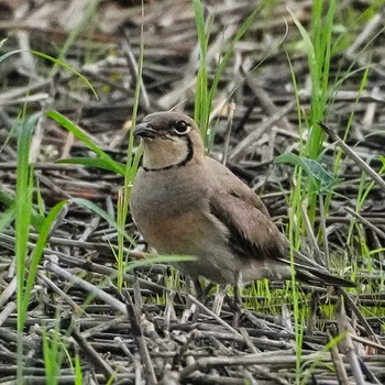 Mon, 6/3/2024 Birding report at Pathum Thani Rice Research Center