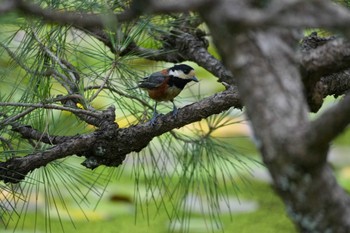 2024年6月8日(土) 東京都調布市の野鳥観察記録