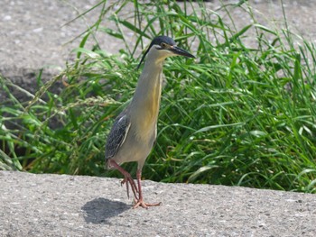 Striated Heron 入間市霞川 Sat, 6/8/2024