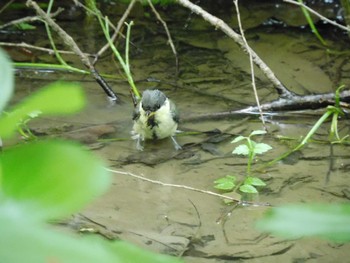 2024年6月8日(土) 新宿御苑の野鳥観察記録