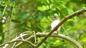 2024年6月8日(土) 大和民俗公園の野鳥観察記録