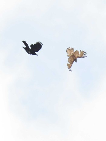 2024年6月4日(火) 都立狭山公園の野鳥観察記録