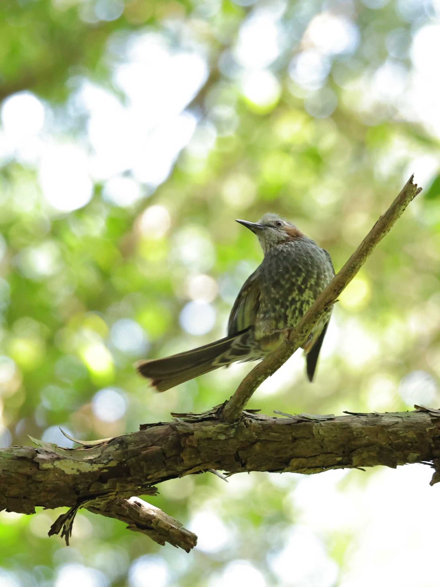 Brown-eared Bulbul