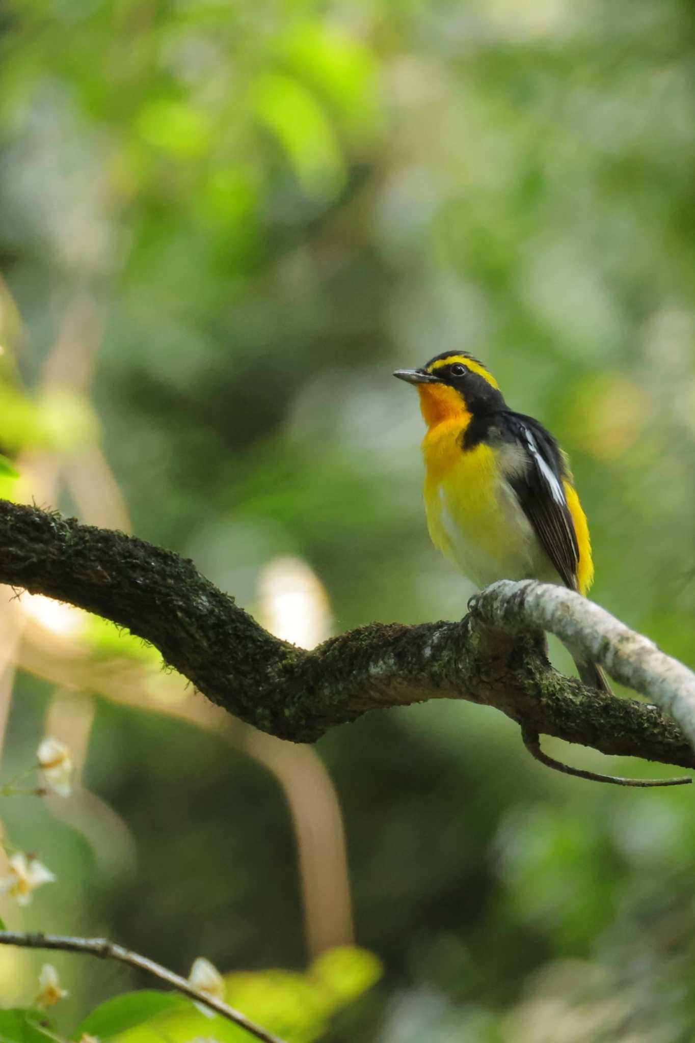 Narcissus Flycatcher