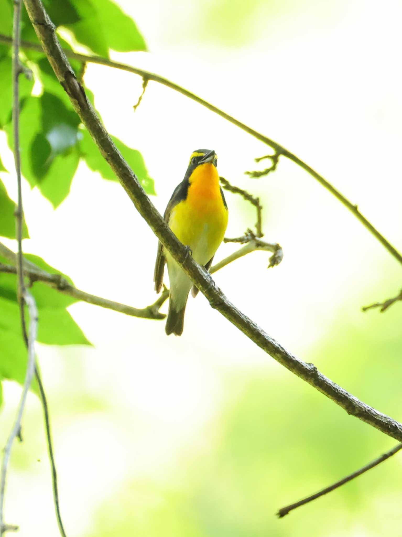 Narcissus Flycatcher