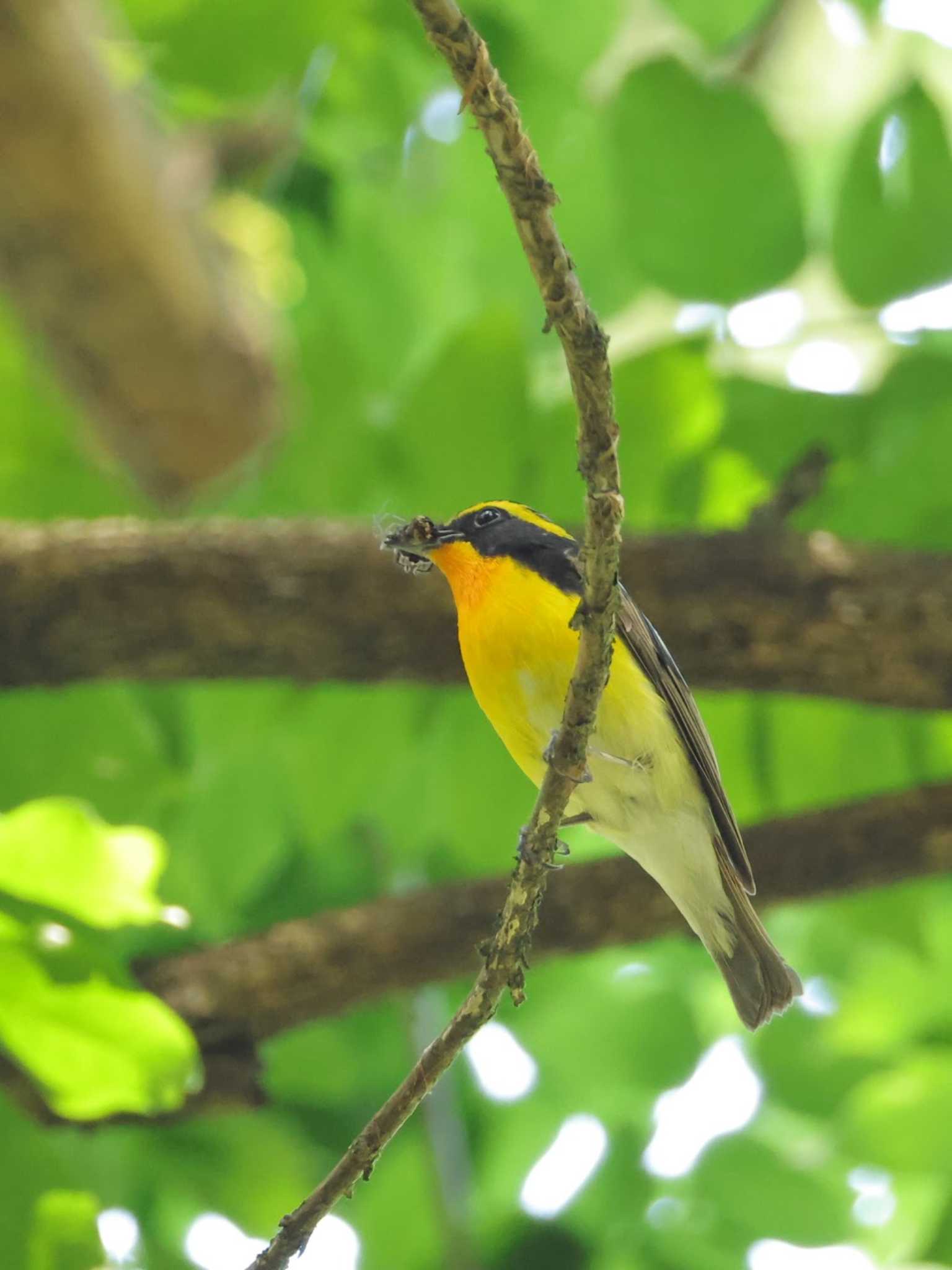 Narcissus Flycatcher