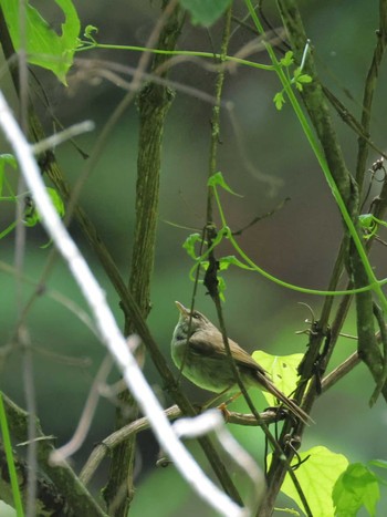 Wed, 6/5/2024 Birding report at 八王寺城跡公園