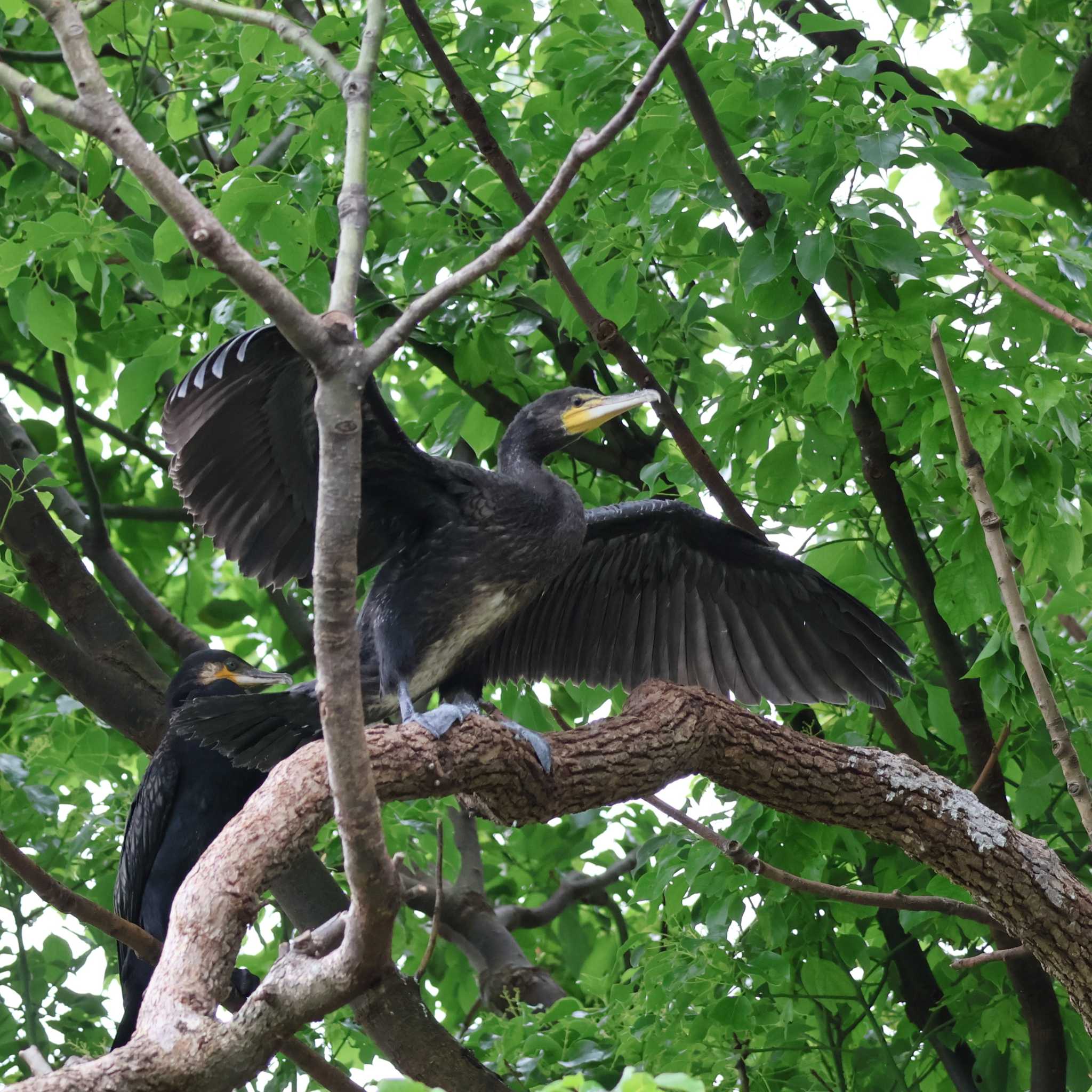 カワウ