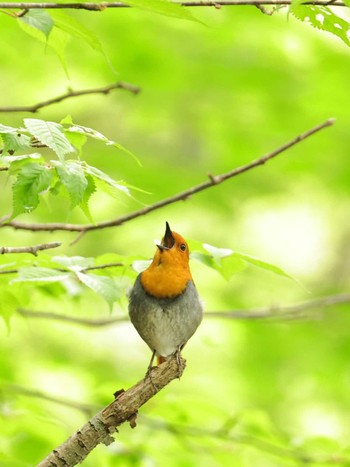 2024年6月7日(金) 奥日光の野鳥観察記録