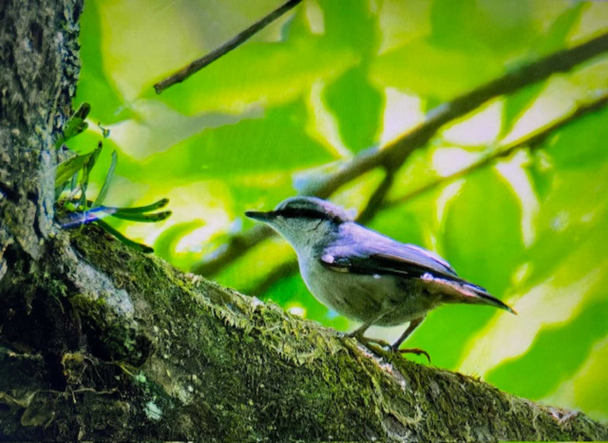 Eurasian Nuthatch