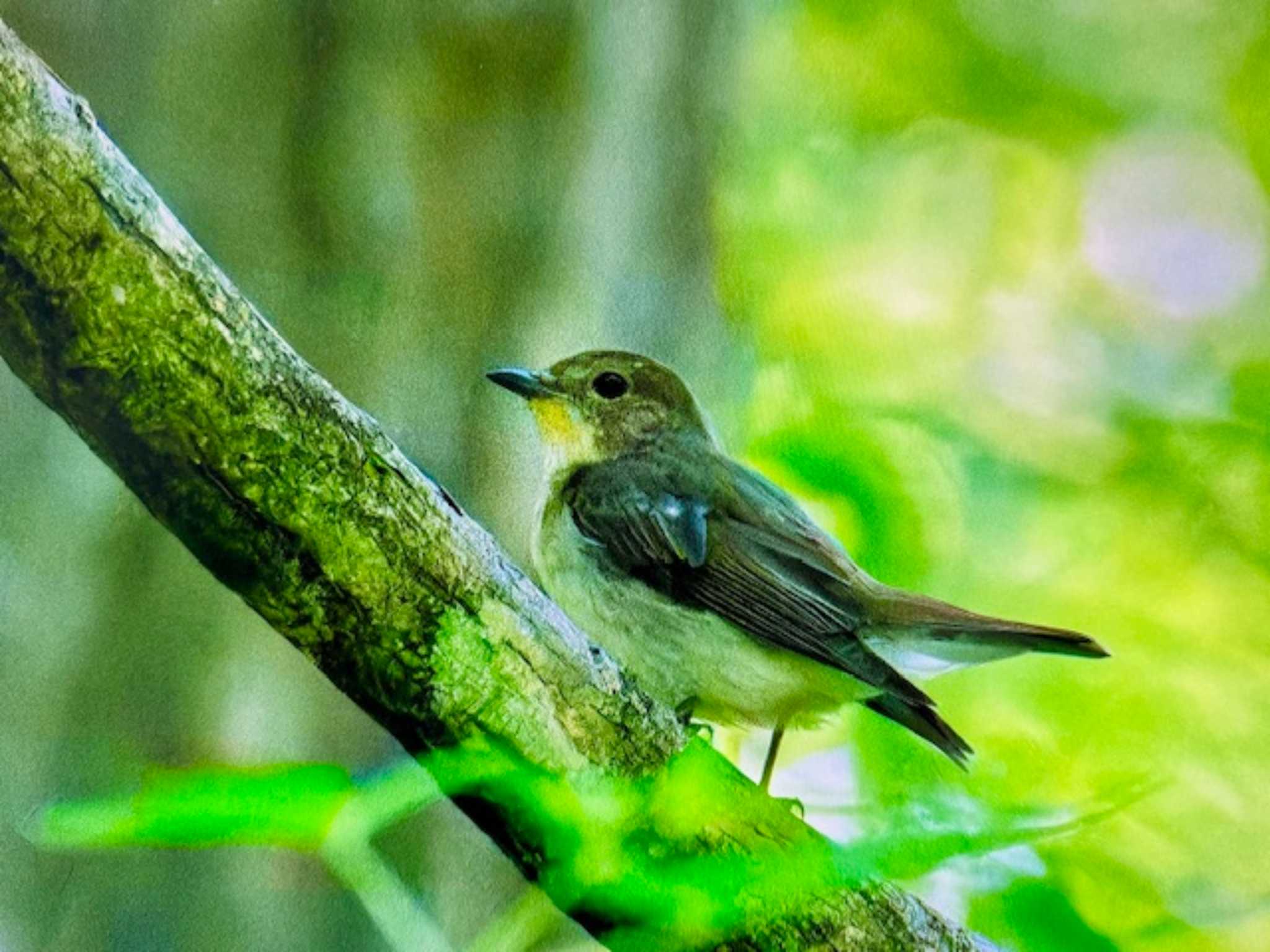 Narcissus Flycatcher