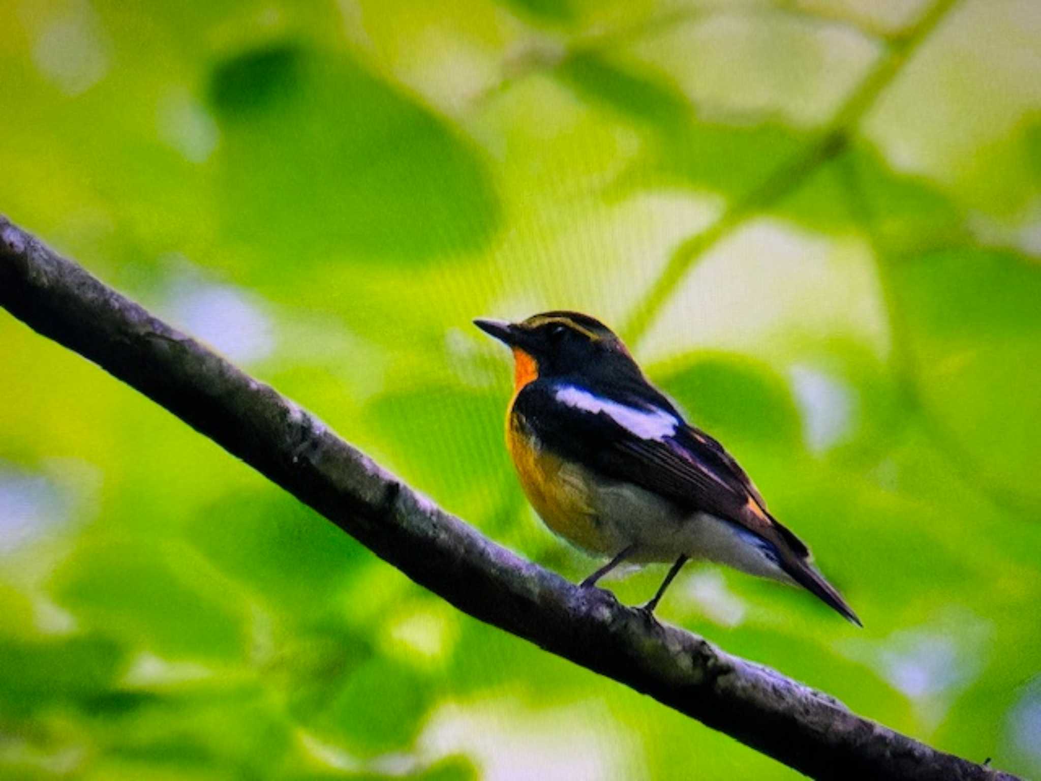 Narcissus Flycatcher