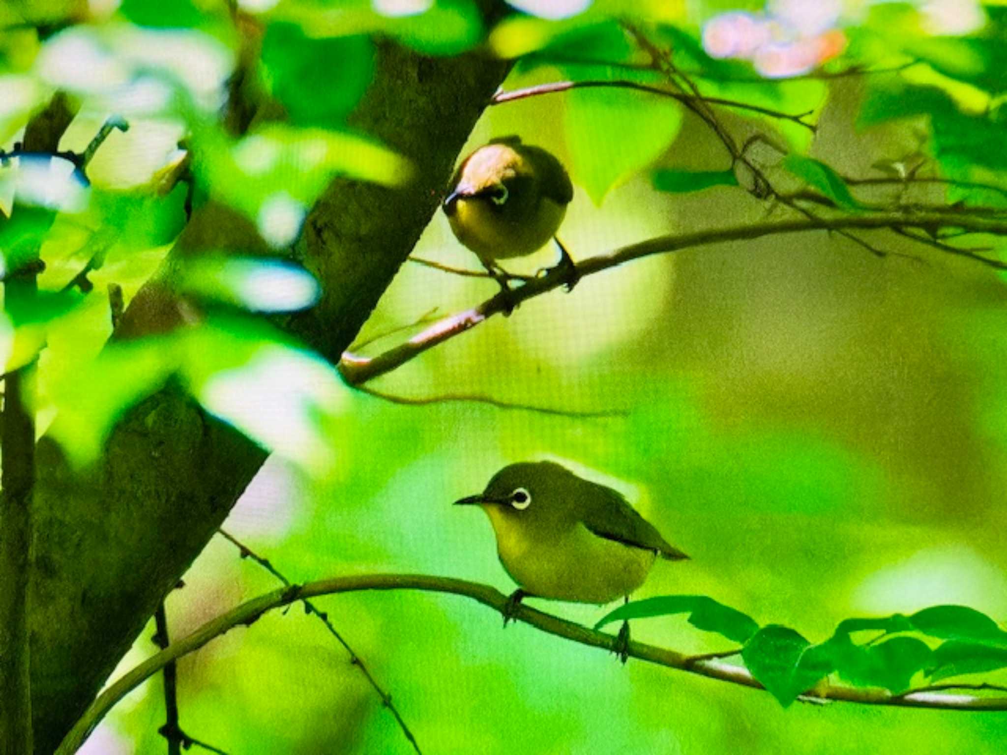 Warbling White-eye