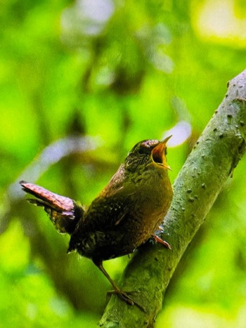 2024年6月8日(土) 軽井沢野鳥の森の野鳥観察記録