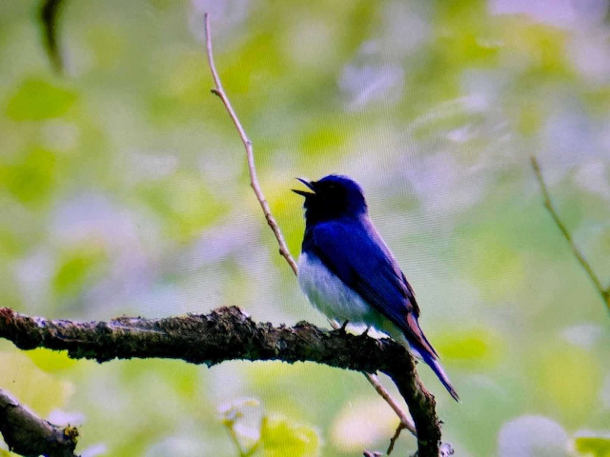 Blue-and-white Flycatcher