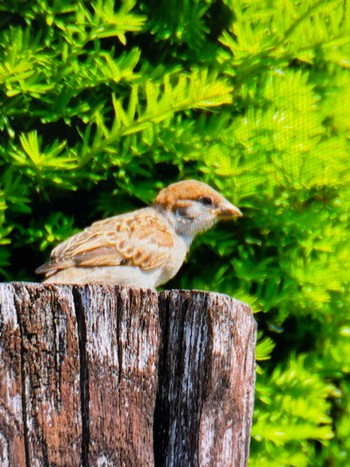 スズメ 軽井沢野鳥の森 2024年6月8日(土)