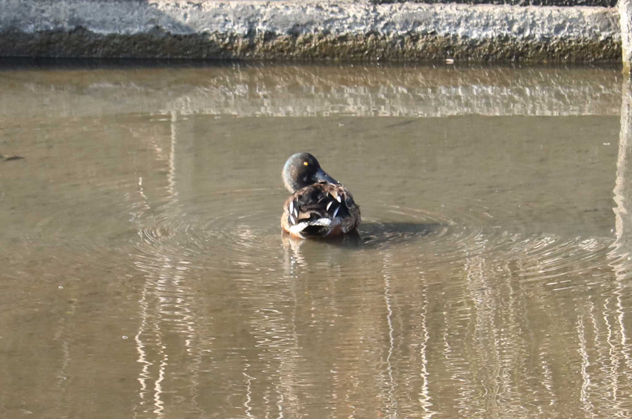 ハシビロガモ