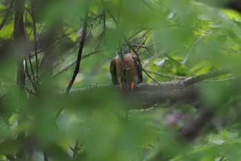 2024年6月8日(土) 大蔵高丸の野鳥観察記録