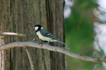 シジュウカラ 井の頭恩賜公園 2024年6月8日(土)