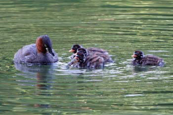 カイツブリ 井の頭恩賜公園 2024年6月8日(土)