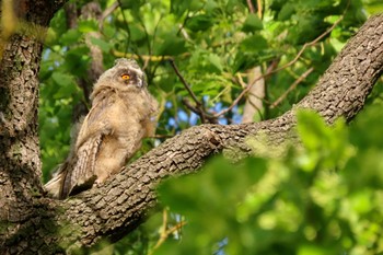 Sun, 5/5/2024 Birding report at Watarase Yusuichi (Wetland)