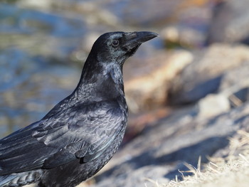 Carrion Crow Koyaike Park Sun, 1/13/2019