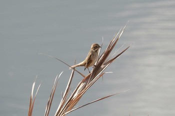 Ochre-rumped Bunting 曽根干潟(曾根干潟) Mon, 1/14/2019