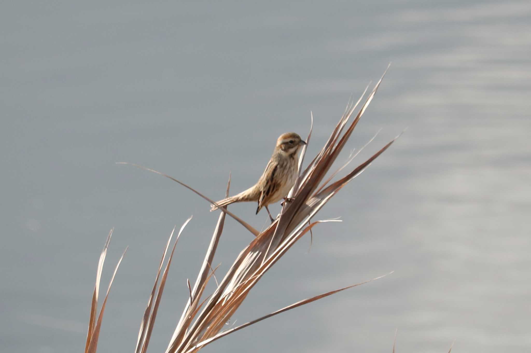 Photo of Ochre-rumped Bunting at 曽根干潟(曾根干潟) by 吊巣雀