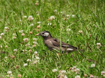 2024年6月8日(土) 服部緑地の野鳥観察記録