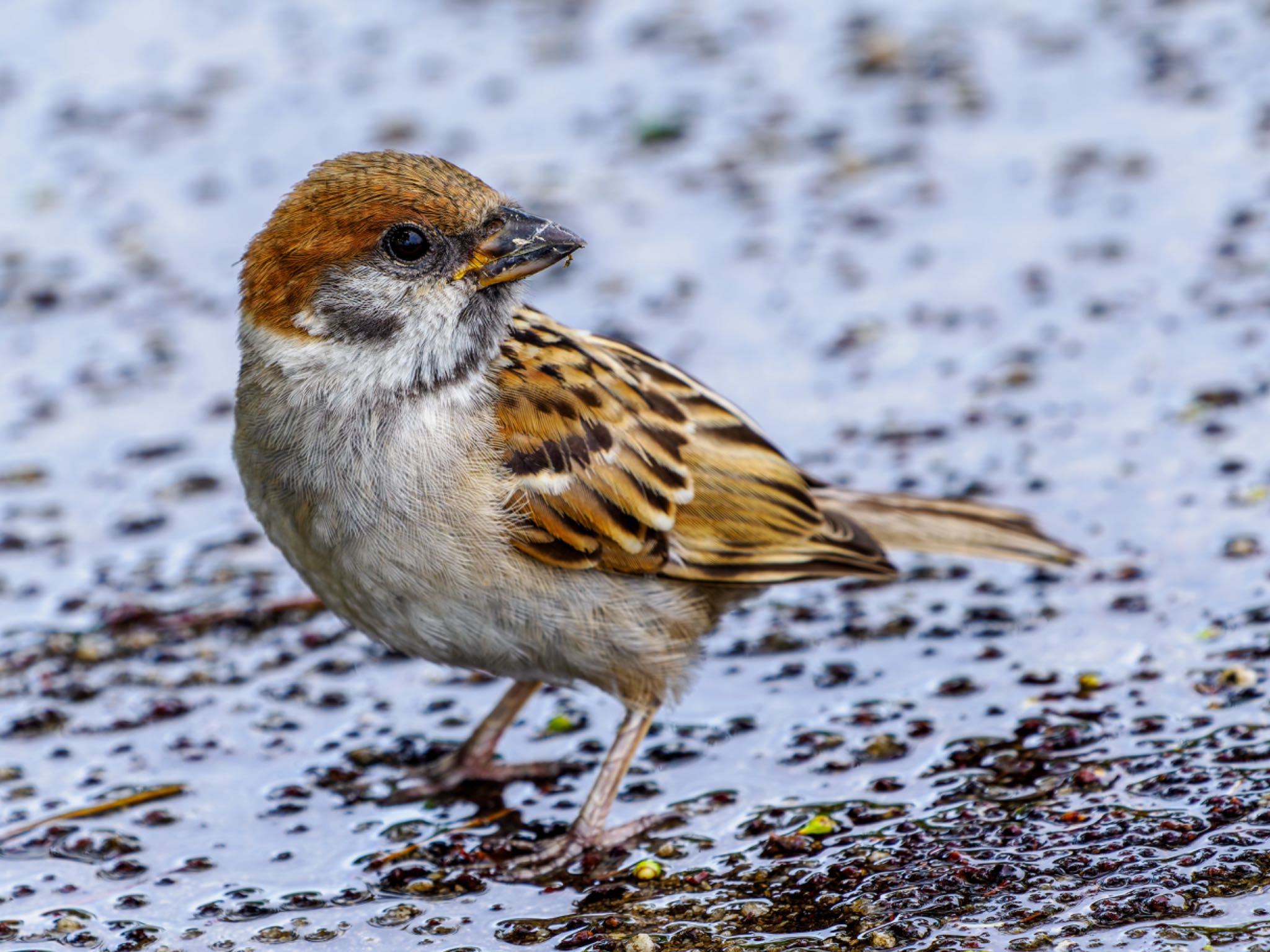 Photo of Eurasian Tree Sparrow at 熊本城 by FUJIマニア