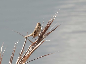 Ochre-rumped Bunting 曽根干潟(曾根干潟) Mon, 1/14/2019