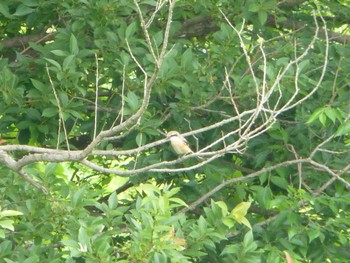 2024年6月9日(日) 江戸川河川敷(里見公園〜柳原水門)の野鳥観察記録