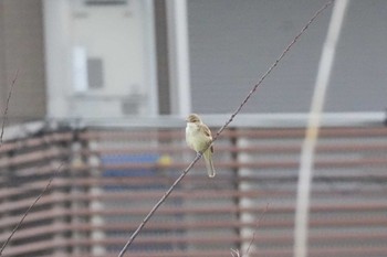 Oriental Reed Warbler 埼玉県 Tue, 5/14/2024