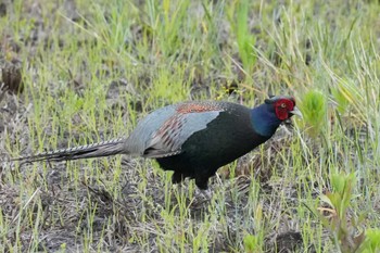 Green Pheasant 埼玉県 Tue, 5/14/2024