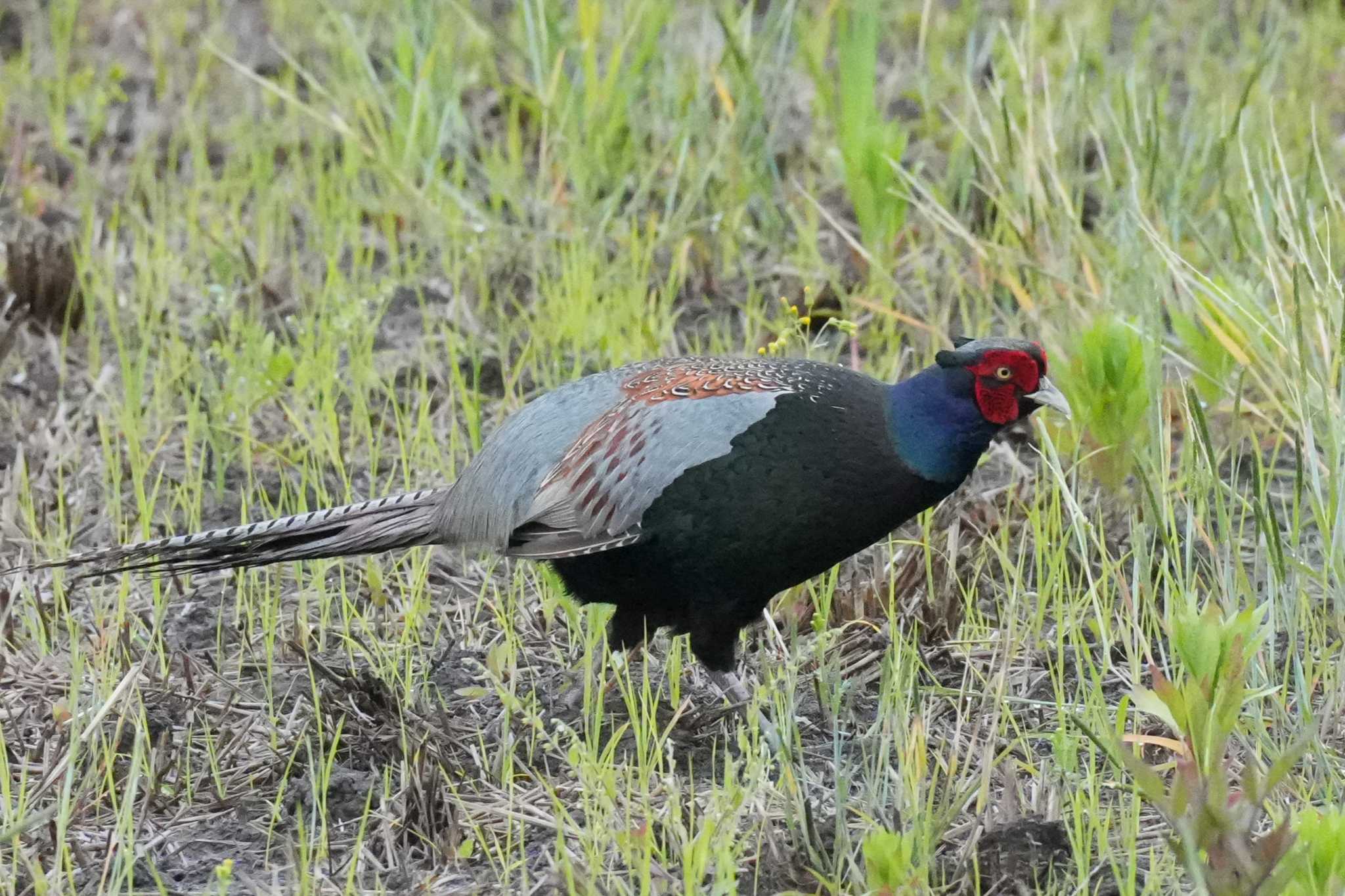 Photo of Green Pheasant at 埼玉県 by どばと