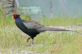 Green Pheasant 埼玉県 Tue, 5/14/2024