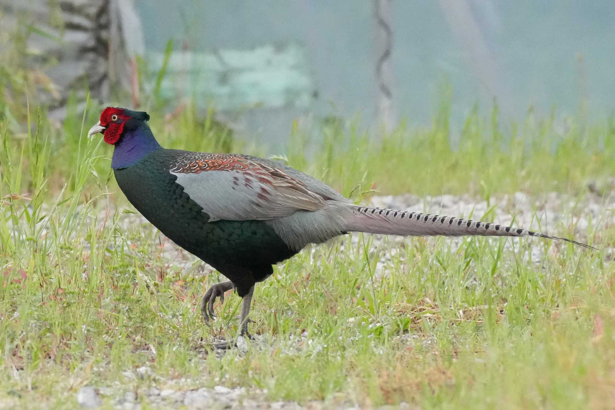 Photo of Green Pheasant at 埼玉県 by どばと