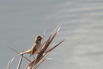 Ochre-rumped Bunting 曽根干潟(曾根干潟) Mon, 1/14/2019