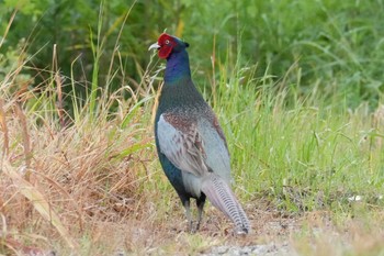 Green Pheasant 埼玉県 Tue, 5/14/2024