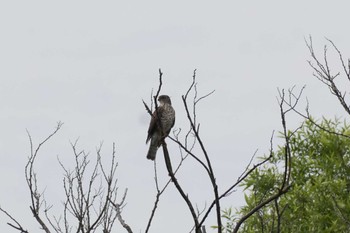 Japanese Sparrowhawk 埼玉県 Tue, 5/14/2024