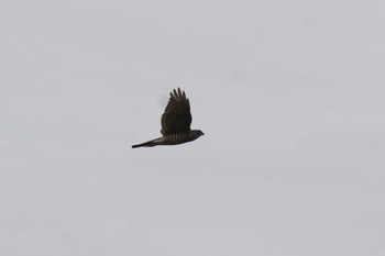 Japanese Sparrowhawk 埼玉県 Tue, 5/14/2024